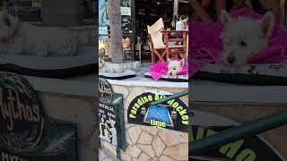 Zante greece holiday greece zate funny [upl. by Vatsug]