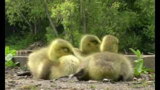 Canada Geese Goslings [upl. by Koblick]