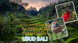 Petak Sawah TEGALALANG BALI LOS ARROZALES MAS FAMOSOS [upl. by Derrej670]