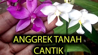 TIPS JITU MEMPERBANYAK Anggrek Tanah Dari Biji  spathoglottis plicata [upl. by Siegel]