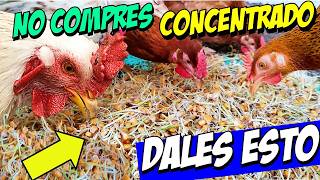 Cómo Cultivar Maíz Germinado como Alimento para Pollos y Gallinas en Casa [upl. by Seltzer837]