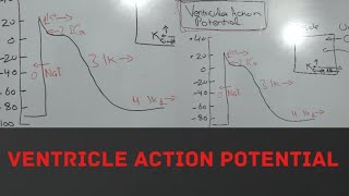 VENTRICULAR ACTION POTENTIAL PHYSIOLOGY [upl. by Elleinahc317]