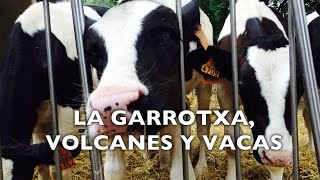 La Garrotxa y la Fageda volcanes y vacas Girona [upl. by Fenwick904]