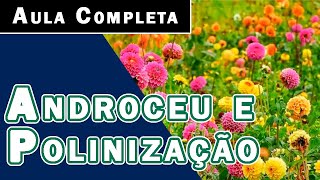 AULA COMPLETA  ANDROCEU E POLINIZAÇÃO [upl. by Ahsekram]