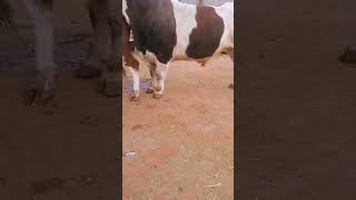 Cows how to start work soon​ 224 [upl. by Thorstein]