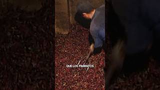 SHORT  PIMENTÓN artesanal Cultivo y ahumado de este CONDIMENTO Vídeo completo en mi canal [upl. by Eanyl]