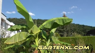 Banane pflegen im Kübel  Topf auf Terrasse  Balkon  Dachgarten [upl. by Ramsay818]