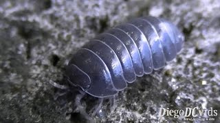 Armadillidium vulgare  pillbug Oniscidea  Armadillidiidae tatubola [upl. by Woody]