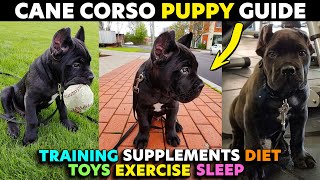 Cane Corso Puppy Starter Guide EVERYTHING You Need To Know puppy canecorso [upl. by Pier]