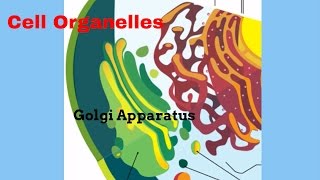 The Golgi Apparatus [upl. by Sewoll116]