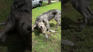 Irish wolfhounds at play [upl. by Cora199]