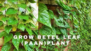 Grow Betel Leaf PAAN Plant Easily  PART 1  Garden Decoration Ideas [upl. by Remmer]