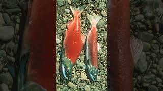 🐟☆³⁸ Sockeye Salmon Oncorhynchus nerka in Salmonid Family Salmonidae [upl. by Oniram523]