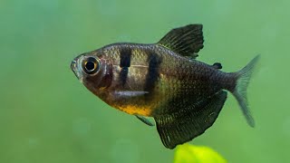 DON’T get a BLACK SKIRT TETRA until you watch this video [upl. by Retnuh]