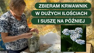 Krwawnik  Właściwości Zdrowotne I Ogrodnicze [upl. by Ait]