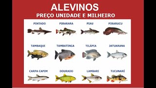 ALEVINOS  PREÇO E ONDE COMPRAR ALEVINOS DE TILAPIA TUCUNARE SURUBIM TAMBAQUI TRAIRÃO [upl. by Cogswell892]