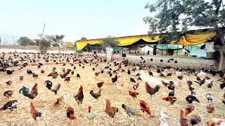 1 Acre Free Range Desi Poultry by Suryavir [upl. by Ahael]