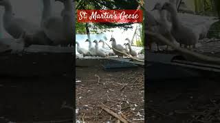 Sankt Martins Gänse 🦆für den Kochtopf [upl. by Louella125]