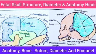 Fetal Skull in Hindi  Fetal Skull Full Explanation Hindi Fetal Skull Structure Anatomy Bone Suture [upl. by Saucy891]