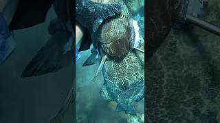 Spearfishing grouper on a coral reef Florida [upl. by Bayard]