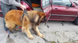 Leonberger dog Aslan  no comment [upl. by Evanne]