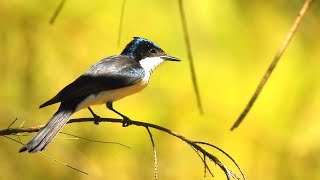 Restless Flycatcher  Bird  Bird Sound  Wildlife  nadodikathaigal  Tamil  Travel  Australia [upl. by Recnal602]