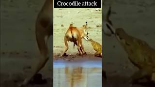 crocodile grabs sable antelope by the mouth crocodile antelope [upl. by Norrabal231]