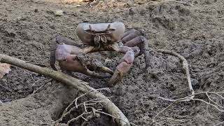 Hairylegged Crab Anjajavy Madagascar [upl. by Casie]