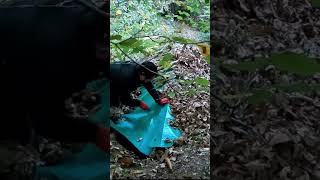 bushcraft camping survival bushcrafting skills lifehacks [upl. by Ahsiekim]