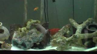 Great Barracuda and Groupers Fedding in my Saltwater Tank [upl. by Einnim]