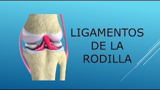 Ligamentos de la rodilla [upl. by Sikko44]