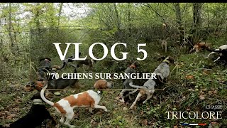 70 chiens courants sur sanglier  Vlog 5 [upl. by Enixam]