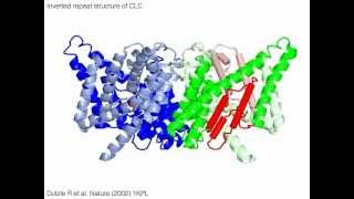 CLC chloride channel  transporter with sound [upl. by Kevina]