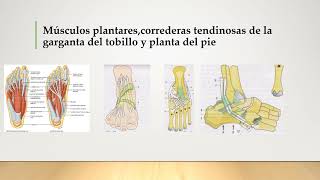 Músculos plantarescorrederas tendinosas de la garganta [upl. by Orland]