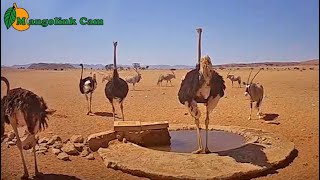 Oryx and Ostrich at Namib Waterhole [upl. by Ehtyde]