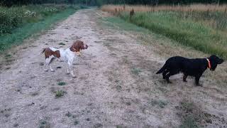 Bracco Italiano and Gordon Setter hunting early morning pheasants [upl. by Rider842]