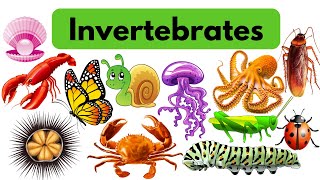 Invertebrates Vocabulary 50 Incredible Invertebrates [upl. by Eikcor]