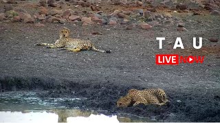 Tau Game Lodge  Wildlife Live Stream – Madikwe [upl. by Kapor]