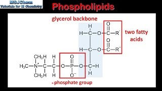 B3 Phospholipids SL [upl. by Ameehsat]