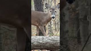 Deer Under 2 Yards Who Needs a Stand deer hunting crazy homesteading [upl. by Akcimat625]