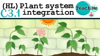 C31  Plant System Integration  IB Biology HL [upl. by Rahab]