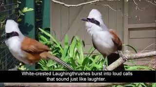 Laughingthrushes raise a smile at Paradise Park in Cornwall [upl. by Sonaj]