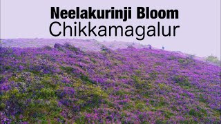 Neelakurinji Bloom  September 2022 [upl. by Wye]