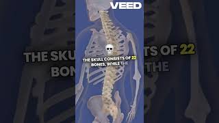 🦴☠️Bone in human body ☠️🦴🦴 and which one is largest 🤯and smallest🧐 human bones skull science [upl. by Toulon532]