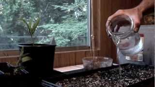 How to sprout a macadamia seed [upl. by Willard]