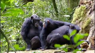 Chimpanzee mating [upl. by Allenaj]