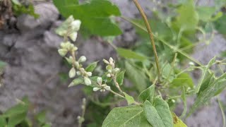 Гірчак березковидний Polygonum convolvulus або фалопія березковидна Буряни [upl. by Joerg]