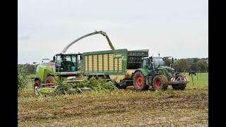 Entreprise agricole Canivez a lensilage des maïs avec une Claas jaguar 970 en 10 rangs [upl. by Tricia]