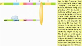 Điều hòa gen ở Operon Tryptophan [upl. by Pinkham]