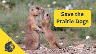 Save the Prairie Dogs [upl. by Gerrald]